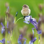 Young Stonechat Greeting Card