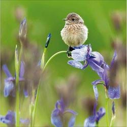 Young Stonechat Greeting Card