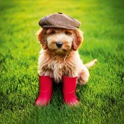 Cockapoo in Wellies Greeting Card