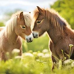 Horses Greeting Card