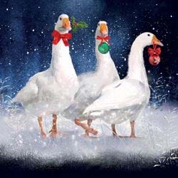 Festive Geese - Personalised Christmas Card