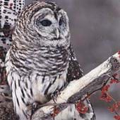 Perched Owl - Personalised Christmas Card