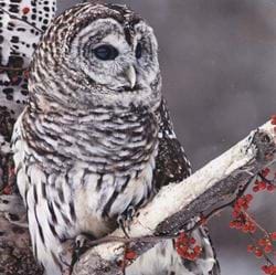 Perched Owl - Personalised Christmas Card