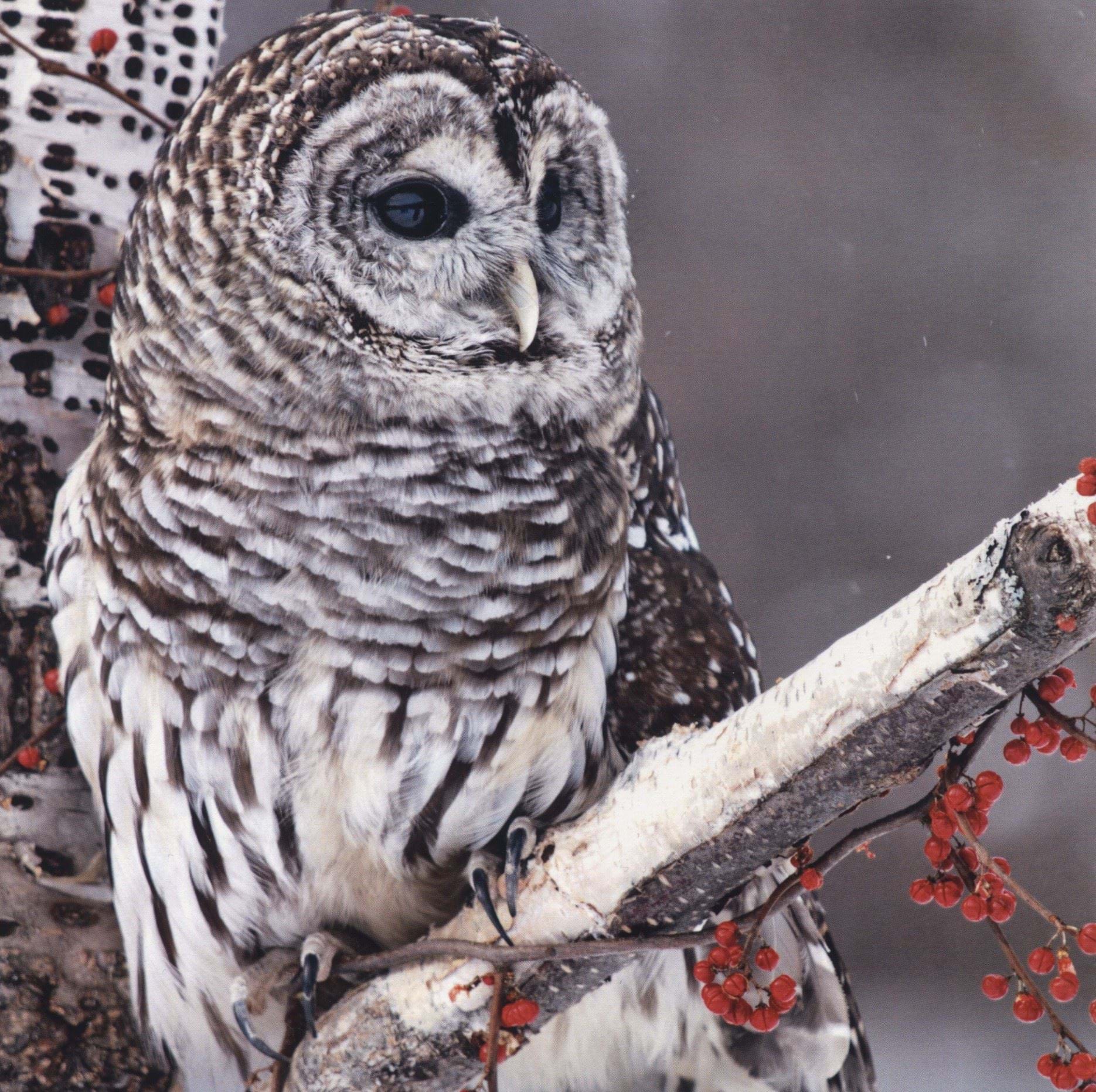 Perched Owl - Personalised Christmas Card