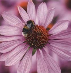 Purple Coneflower Greeting Card
