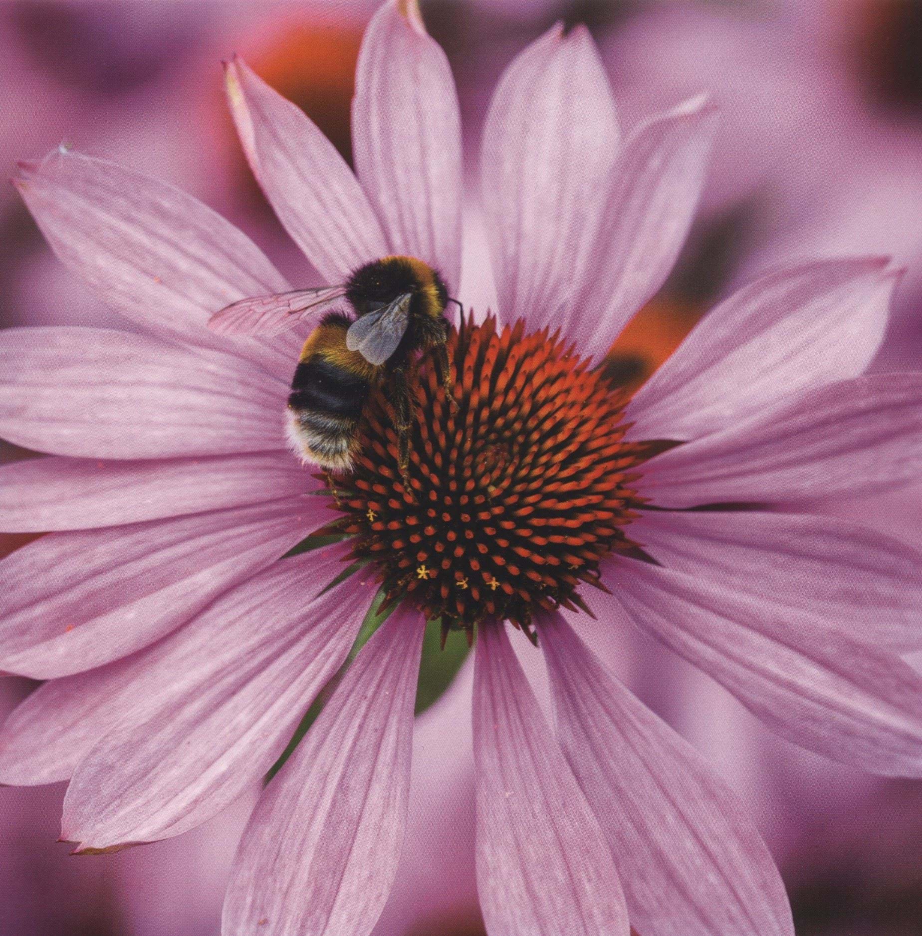 Purple Coneflower Greeting Card
