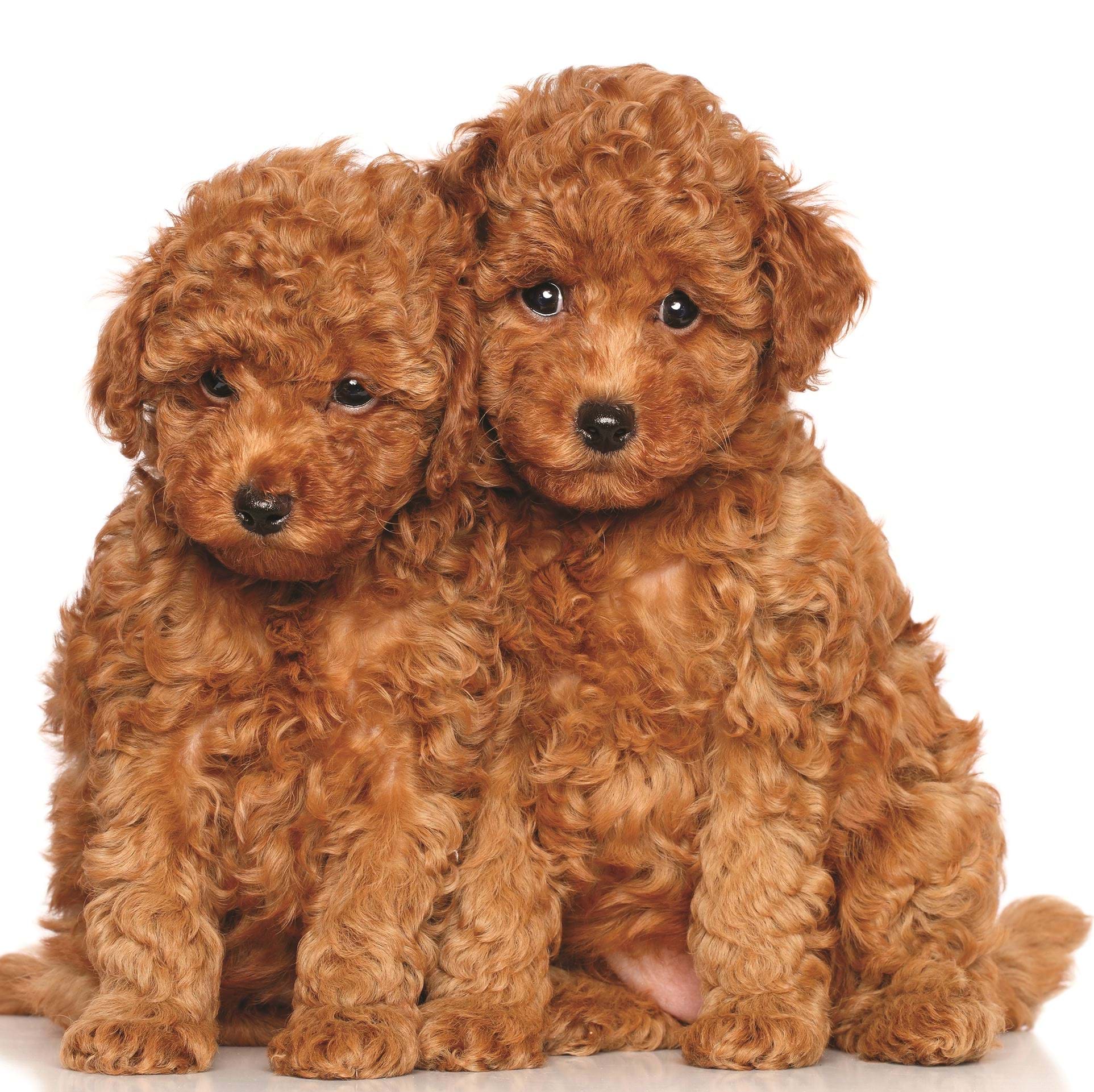 Puppies Greeting Card