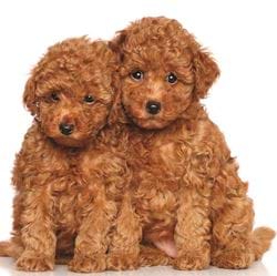 Puppies Greeting Card