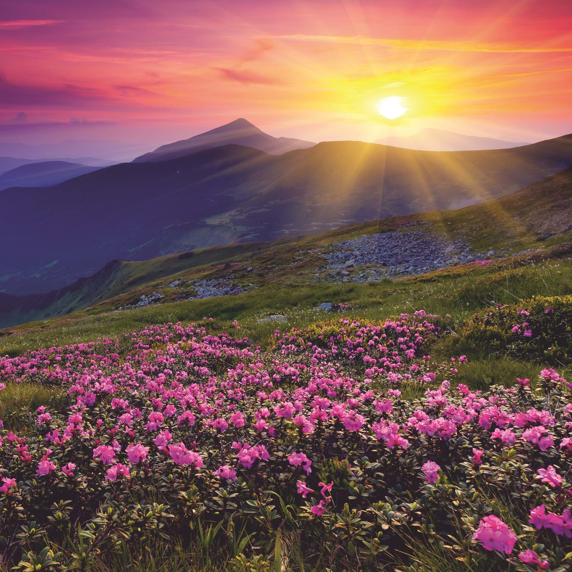 Heather Greeting Card