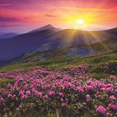 Heather Greeting Card