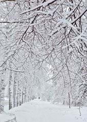 Winter Walk - Personalised Christmas Card