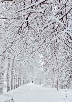 Winter Walk - Personalised Christmas Card