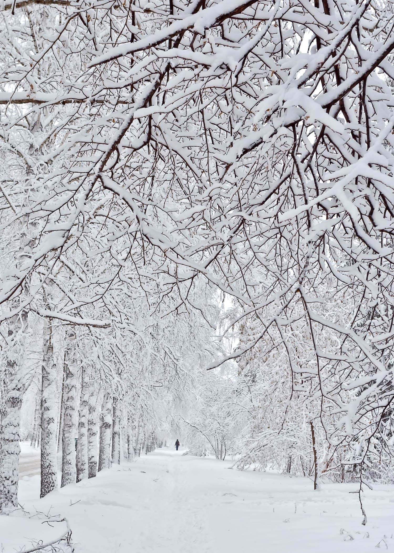Winter Walk - Personalised Christmas Card
