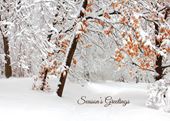 Snowy Branches - Personalised Christmas Card