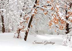 Snowy Branches - Personalised Christmas Card