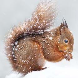 Squirrel, RSPCA Christmas Cards - Pack of 10