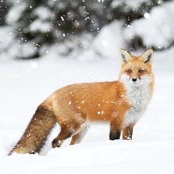 Fox in Snow, Diabetes UK Christmas Cards - Pack of 10