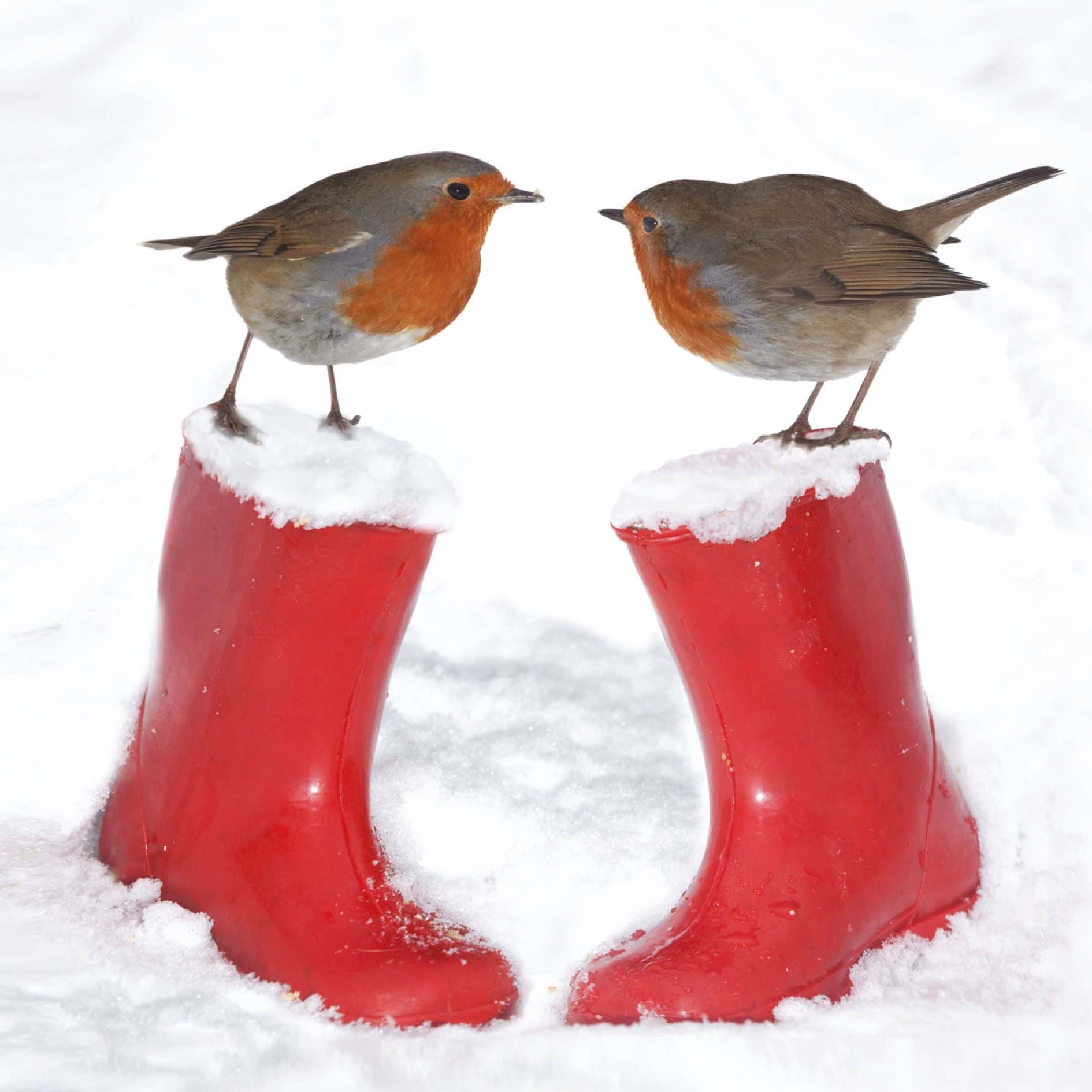 Winter Friends, Diabetes UK Christmas Cards - Pack of 10