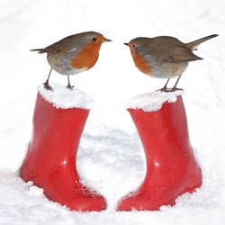 Winter Friends, Diabetes UK Christmas Cards - Pack of 10