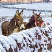Companions, Cancer Research Christmas Cards - Pack of 10