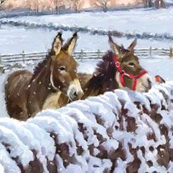 Companions, Cancer Research Christmas Cards - Pack of 10