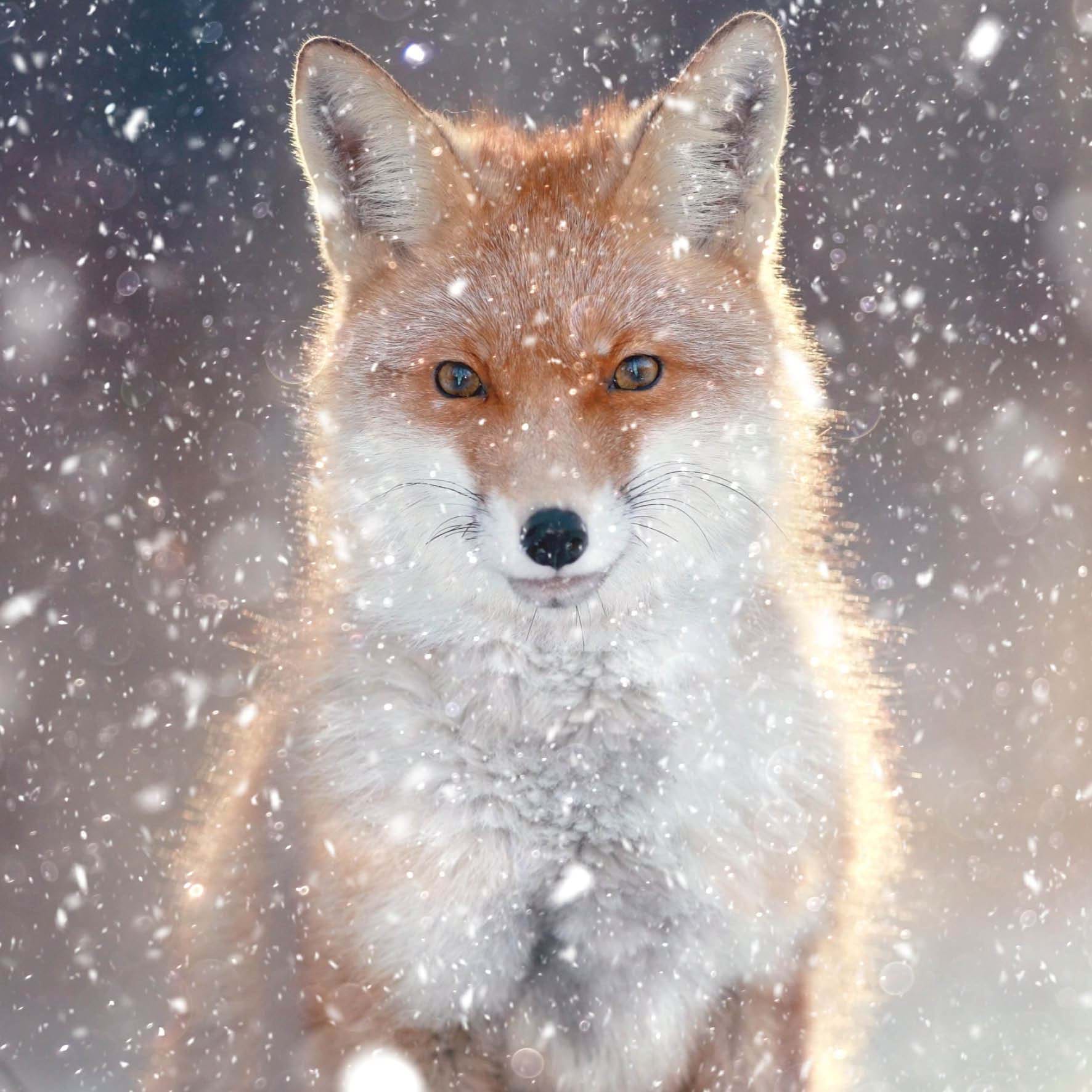 Fox - Personalised Christmas Card