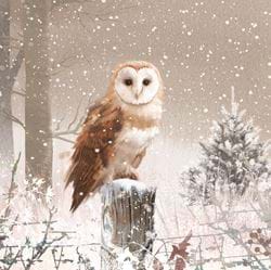 Winter Barn Owl - Personalised Christmas Card