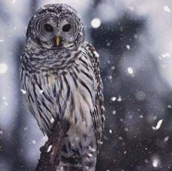 Owl, Mind Christmas Cards - Pack of 10
