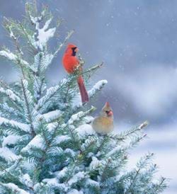 Northern Cardinals - Personalised Christmas Card