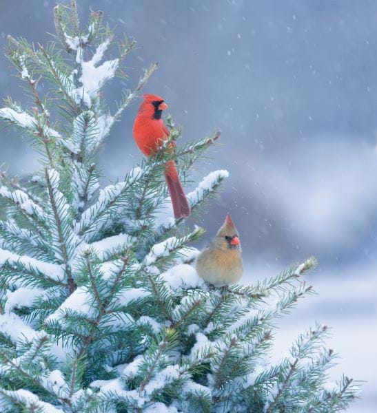 Northern Cardinals - Personalised Christmas Card