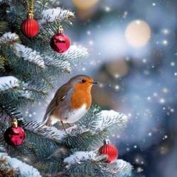 Robin on a Christmas Tree - Personalised Christmas Card