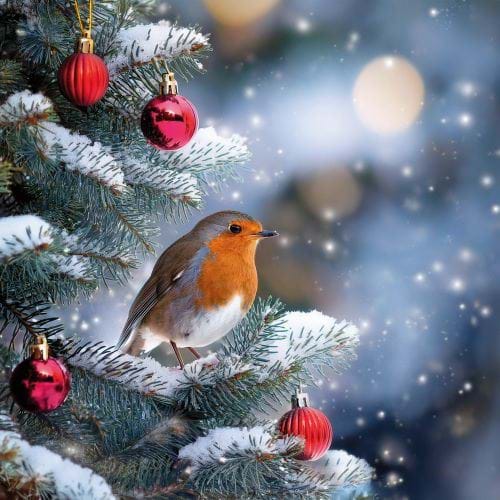 Robin on a Christmas Tree - Personalised Christmas Card