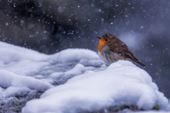 A Snowy Day - Personalised Christmas Card