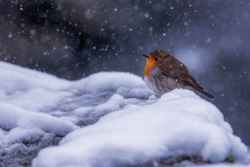 A Snowy Day - Personalised Christmas Card