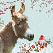 Cute Donkey, MSF Christmas Cards - Pack of 10