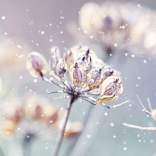 Winter Nature - Personalised Christmas Card