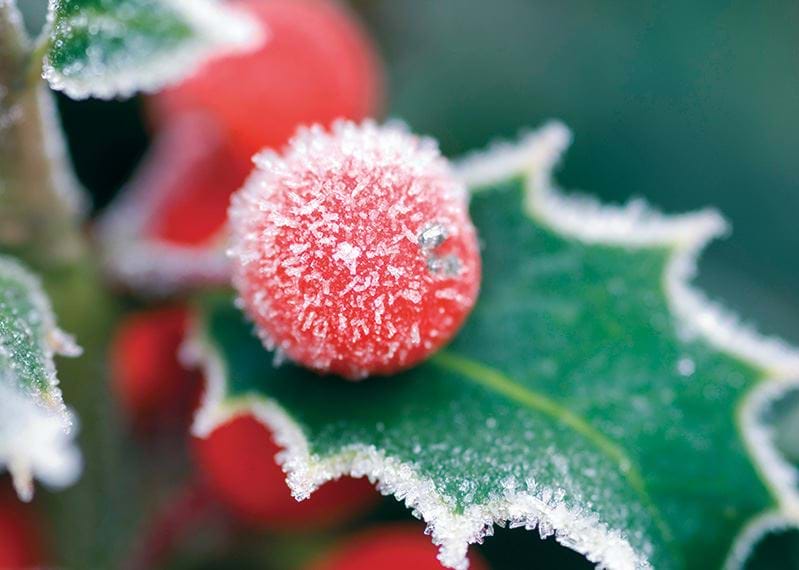 Frosted Holly - Personalised Christmas Card