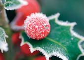 Frosted Holly - Personalised Christmas Card