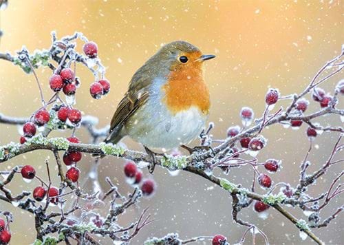Little Robin Redbreast - Personalised Christmas Card