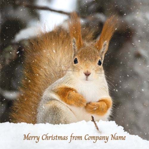 Red Squirrel in the Snow - Front Personalised Christmas Card