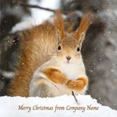 Red Squirrel in the Snow - Front Personalised Christmas Card