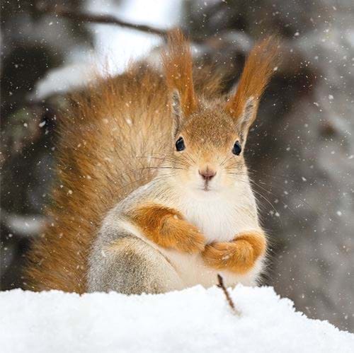 Red Squirrel in the Snow - Personalised Christmas Card