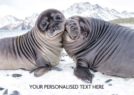Seal-tide Wishes - Front Personalised Christmas Card