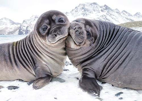 Seal-tide Wishes - Personalised Christmas Card