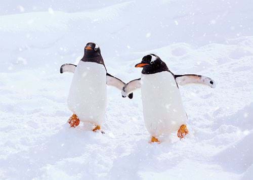 Winter Friends - Personalised Christmas Card