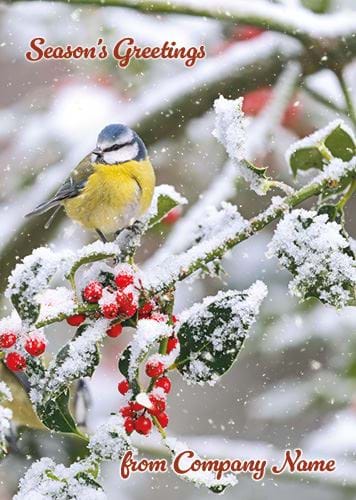 Blue Tit and Frosted Berries - Front Personalised Christmas Card