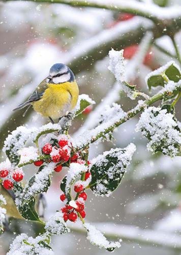 Blue Tit and Frosted Berries - Personalised Christmas Card