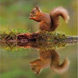 Red Squirrel Greeting Card