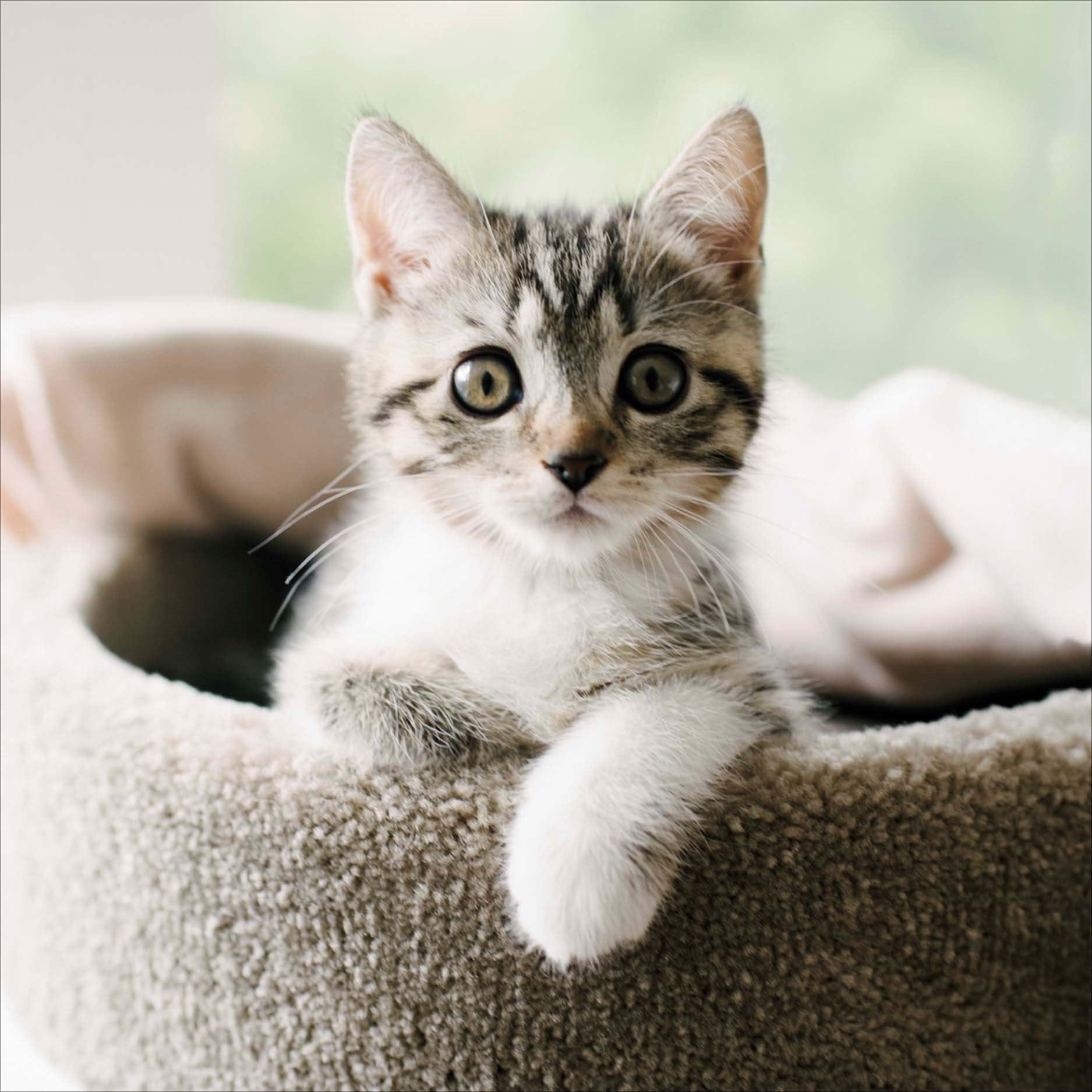Kitten Greeting Card