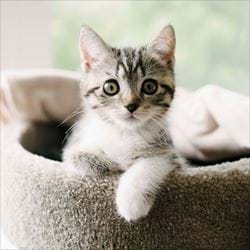 Kitten Greeting Card